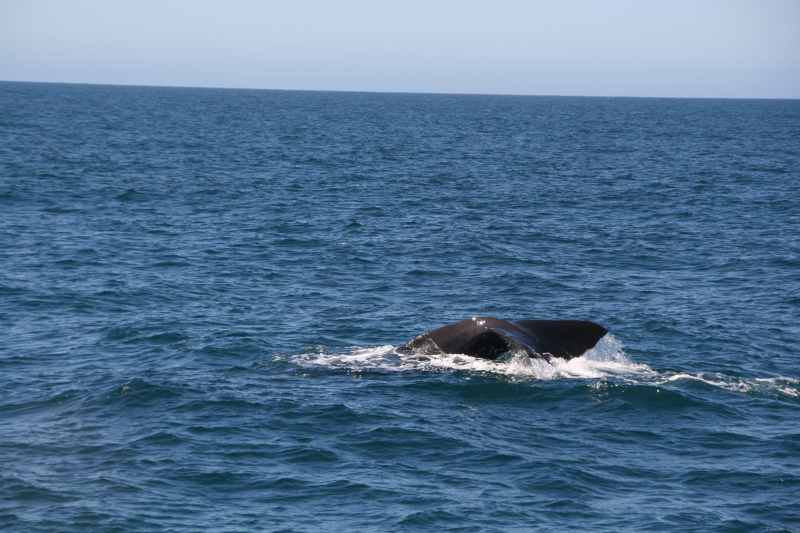 Nieuw-Zeeland 2011 - 1242
